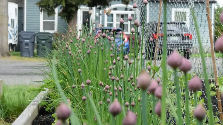Why Raised Garden Beds Grow More Food With Half the Work - Featured image