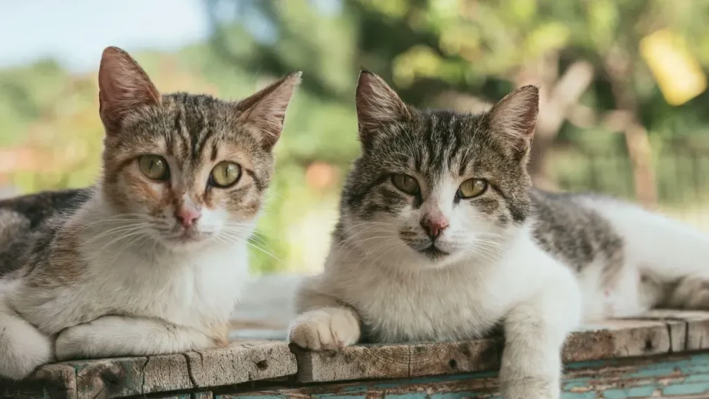 Florida Mail Carrier's Home Holds 80 Cats in Horrific Conditions - Featured image