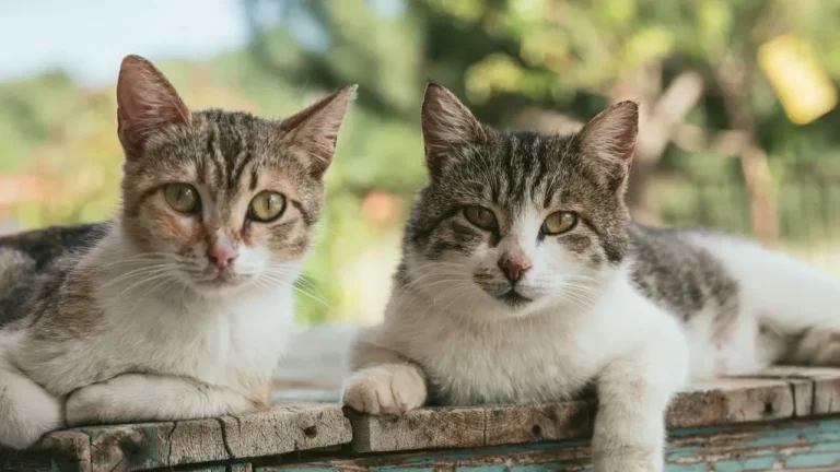 Florida Mail Carrier's Home Holds 80 Cats in Horrific Conditions - Featured image