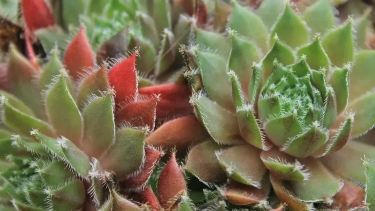 Tower of Jewels Produces Eye-Catching Flower Cones in Zones 9 to 11 - Featured image