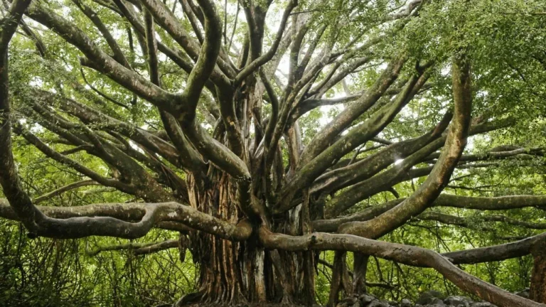 Weeping Fig Roots Can Damage Pools and Pipes - Featured image