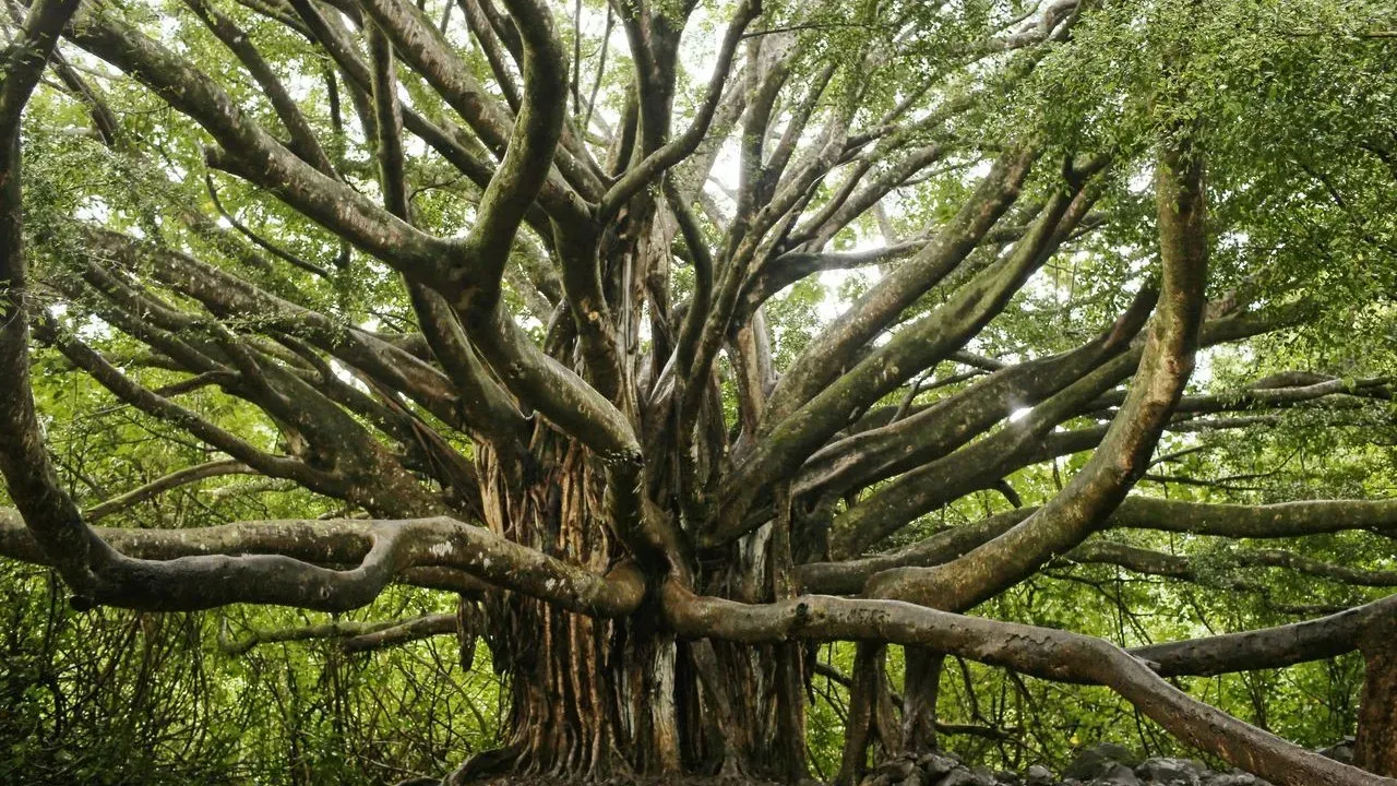 Weeping Fig Roots Can Damage Pools and Pipes