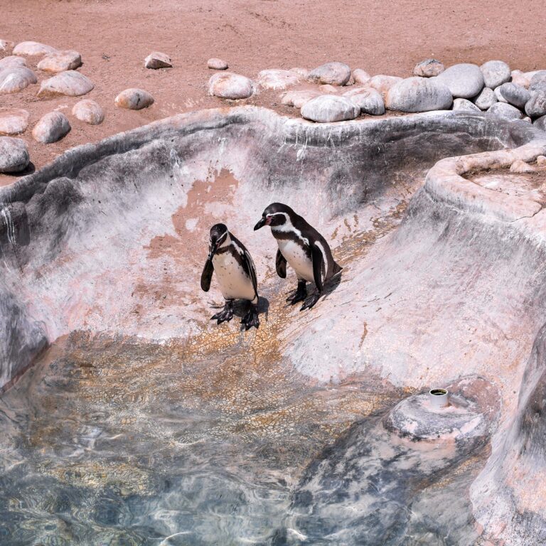 6 Animals That Mate for Life, and One That Surprises Everyone - Featured image
