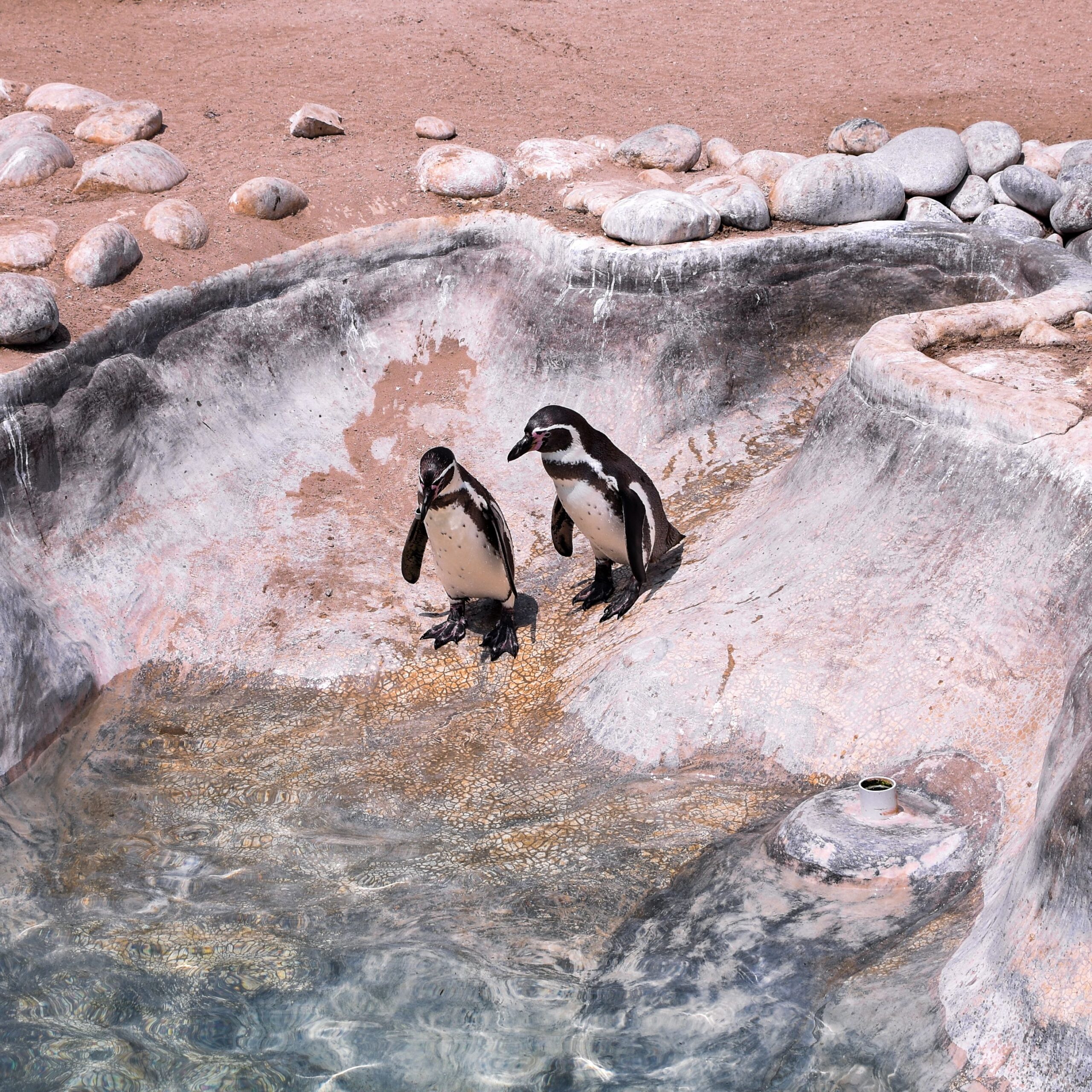 6 Animals That Mate for Life, and One That Surprises Everyone