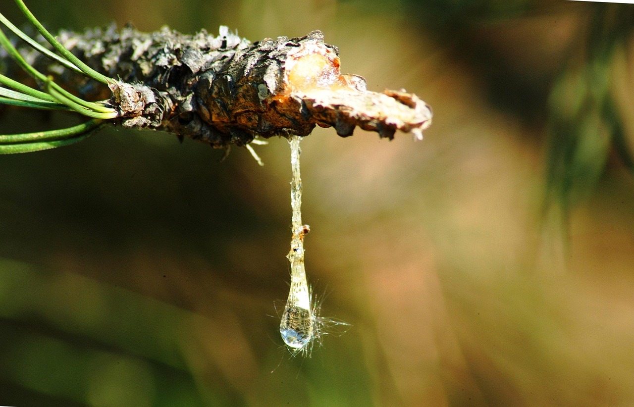 The Reason Certain Trees Seem to "Bleed" After a Storm