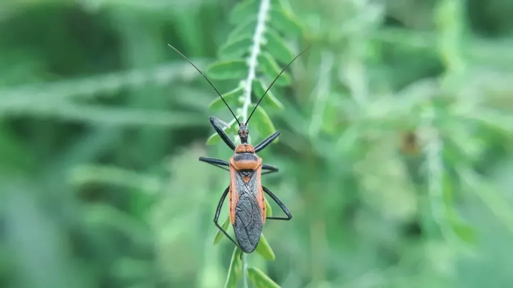 Kissing Bug Confirmed in Southern California as Chagas Disease Remains a Silent Threat - Featured image