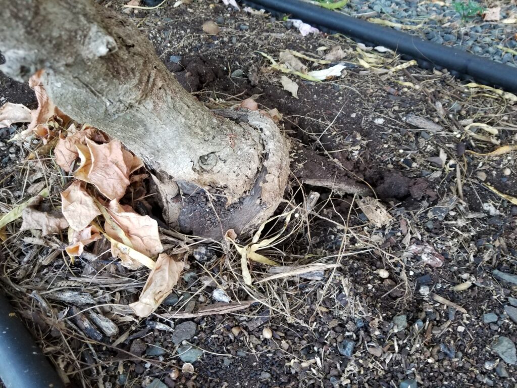 How to Detect Root Rot Before It Secretly Kills Your Favorite Houseplant - Featured image