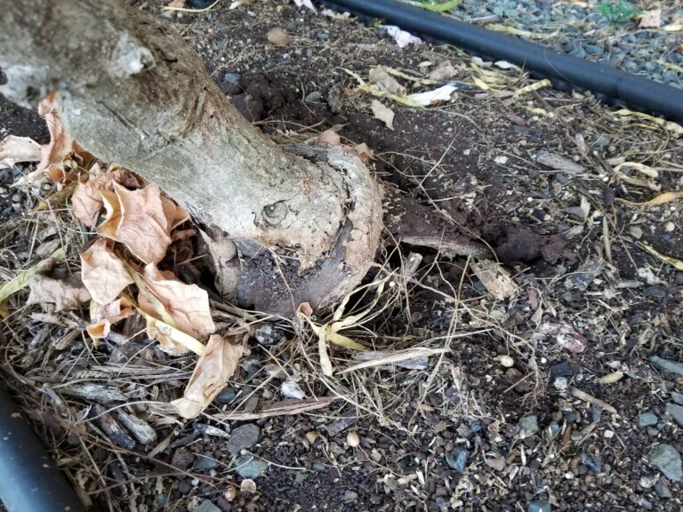 How to Detect Root Rot Before It Secretly Kills Your Favorite Houseplant - Featured image