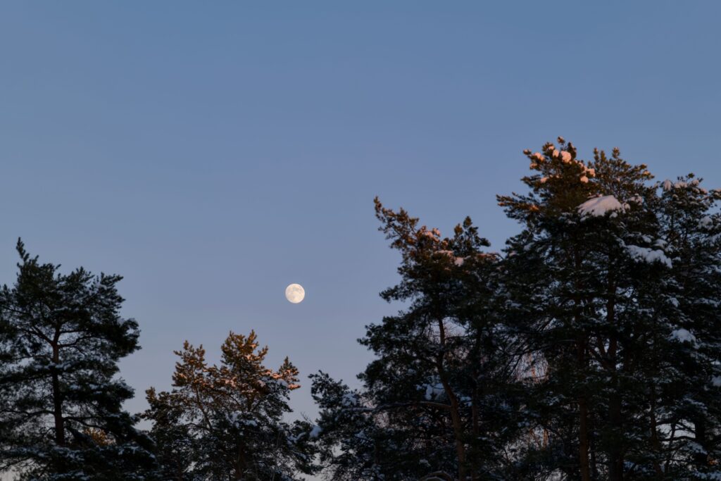 5 Vegetables You're Planting at Exactly the Wrong Moon Phase (And Why It Destroys Germination) - Featured image