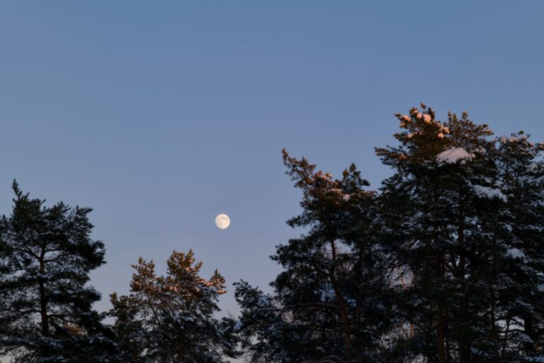 5 Vegetables You're Planting at Exactly the Wrong Moon Phase (And Why It Destroys Germination) - Featured image