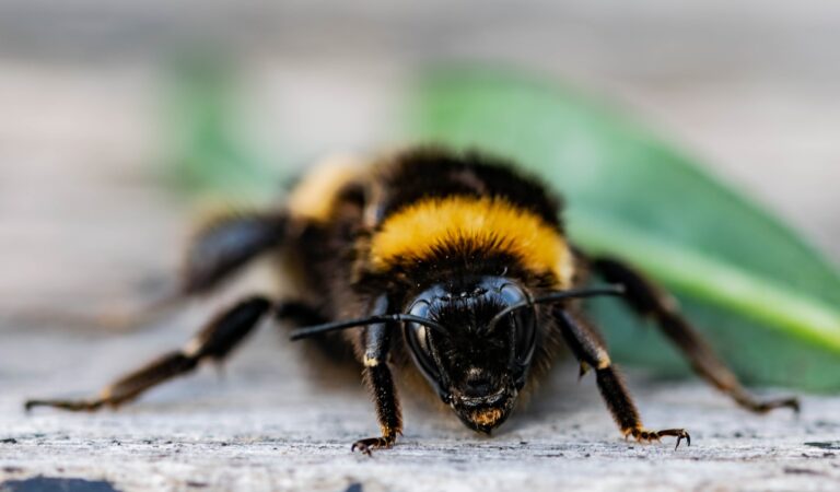 Why That Beautiful Flower Bed Might Be Poisoning Your Bees - Featured image