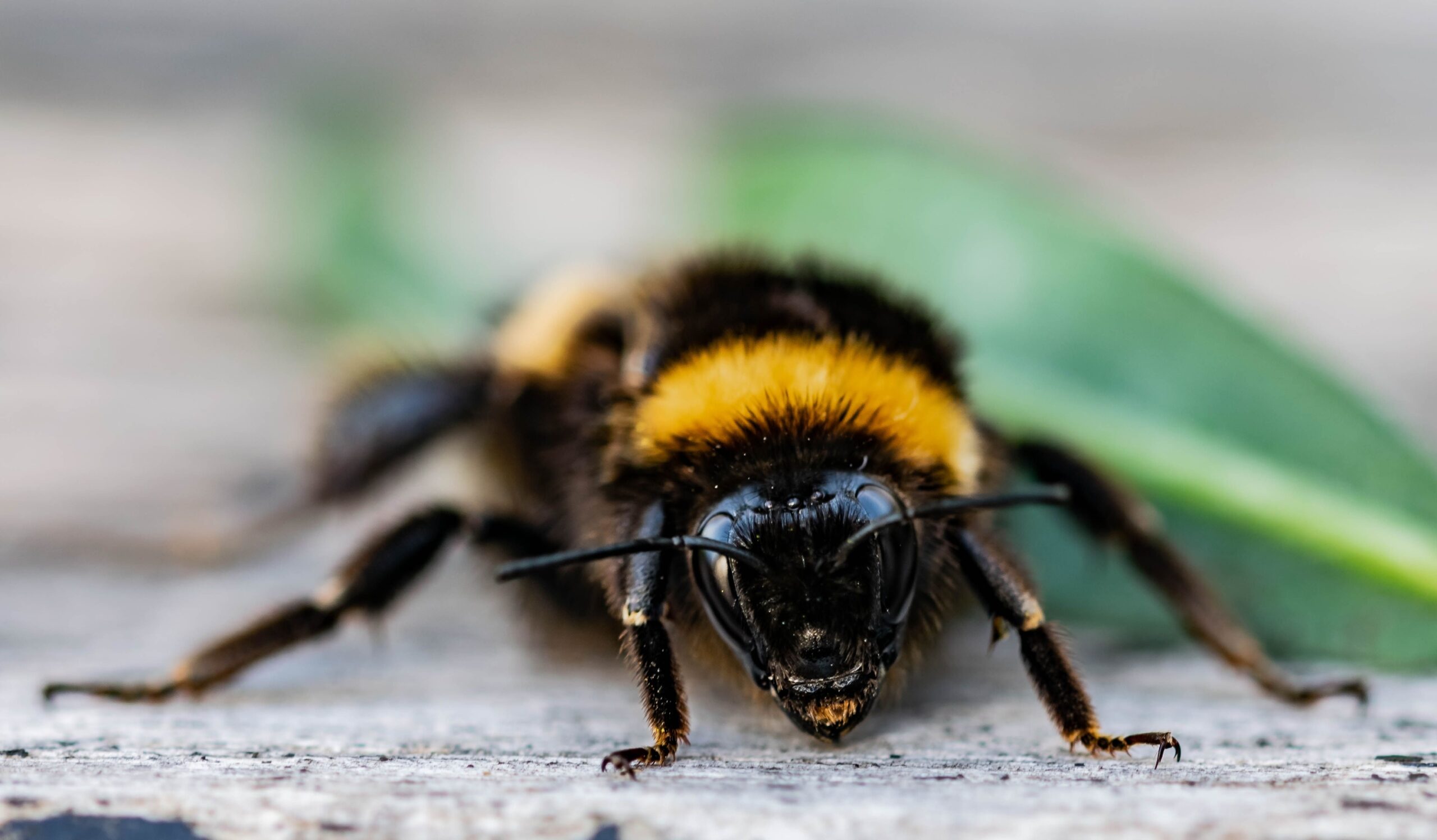 Why That Beautiful Flower Bed Might Be Poisoning Your Bees
