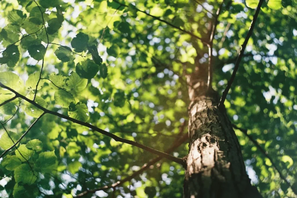 Tired Of The Scorching Sun? Plant These 4 Drought-Tolerant Shade Trees In Your Yard - Featured image