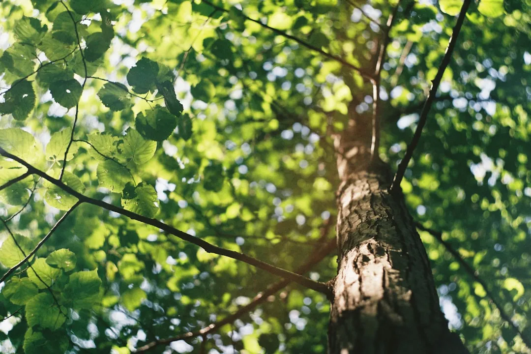 Tired Of The Scorching Sun? Plant These 4 Drought-Tolerant Shade Trees In Your Yard
