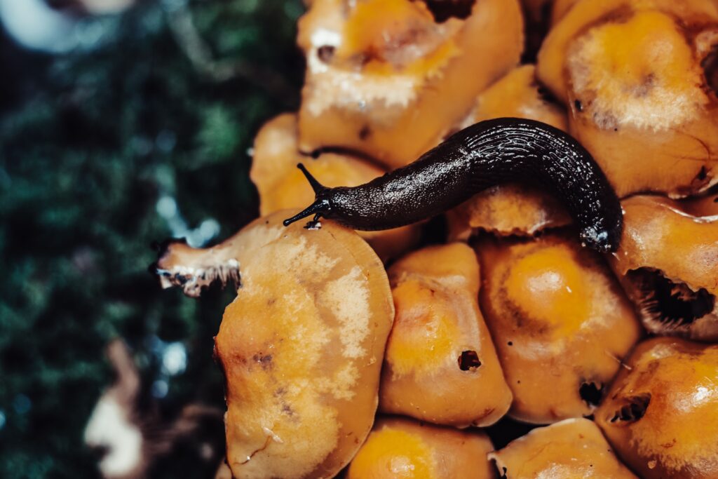 The One Mistake Nighttime Gardeners Make That Invites Millions of Slugs - Featured image