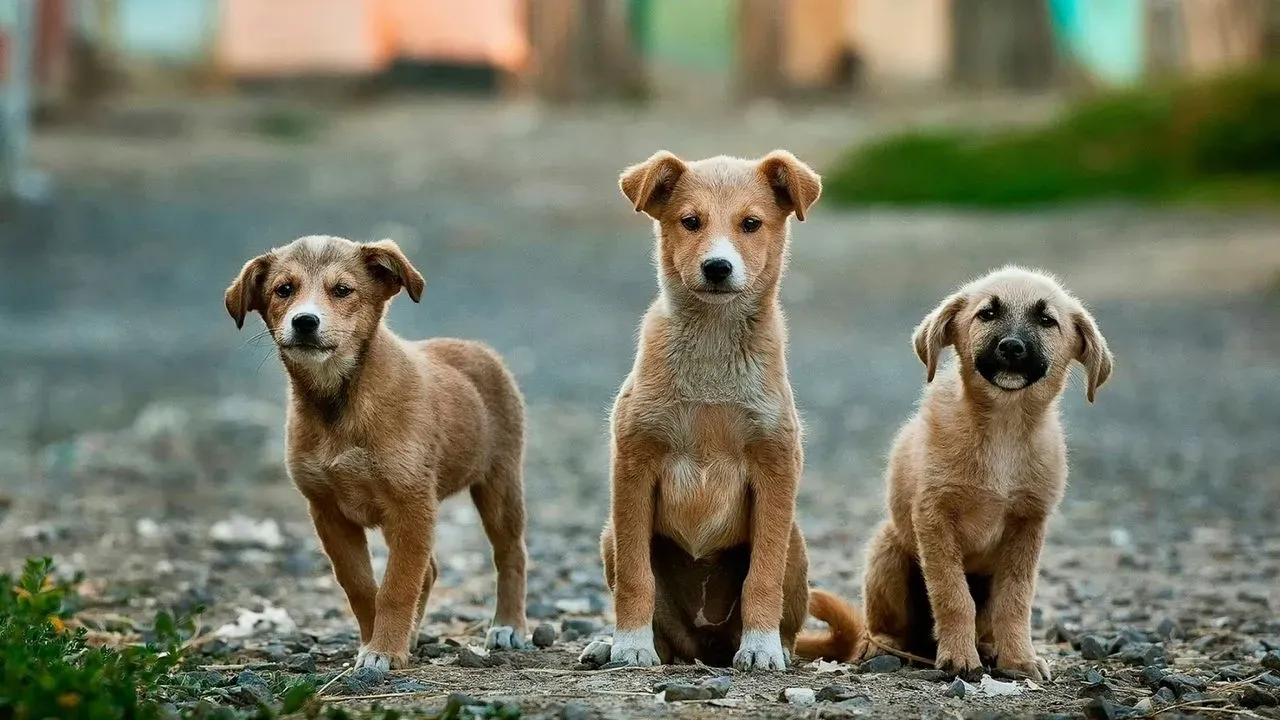 Eight Loyal Dogs Thwart Alleged Attack on Walker in Australia