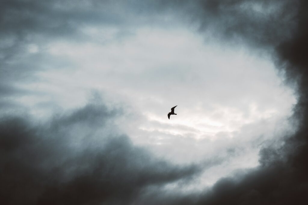 The Backyard Bird Behavior That Actually Signals a Storm - Featured image