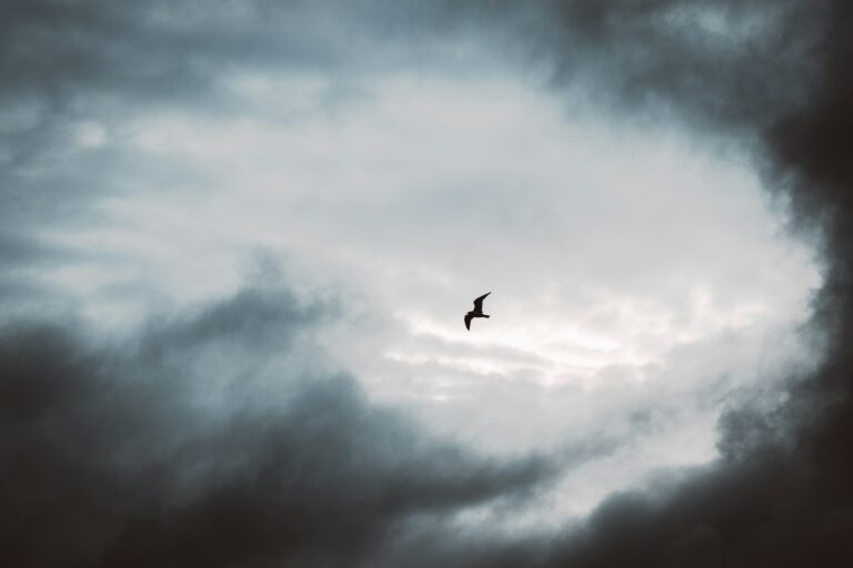 The Backyard Bird Behavior That Actually Signals a Storm - Featured image