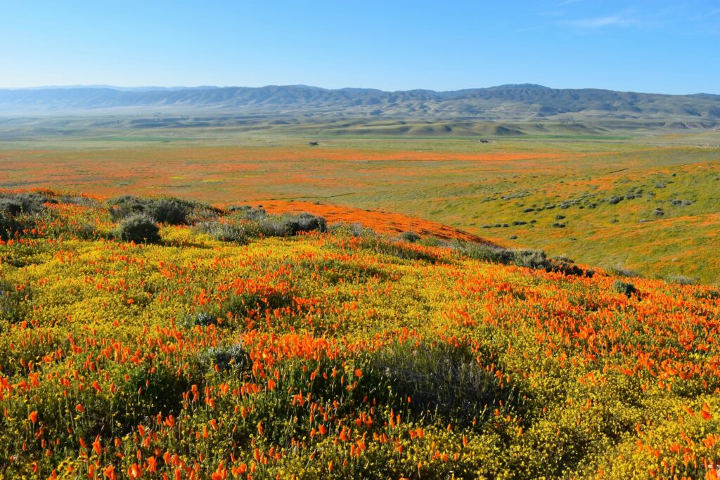 If You Want Your Ventura Garden to Flourish, Plant These 5 Stunning California Natives - Featured image