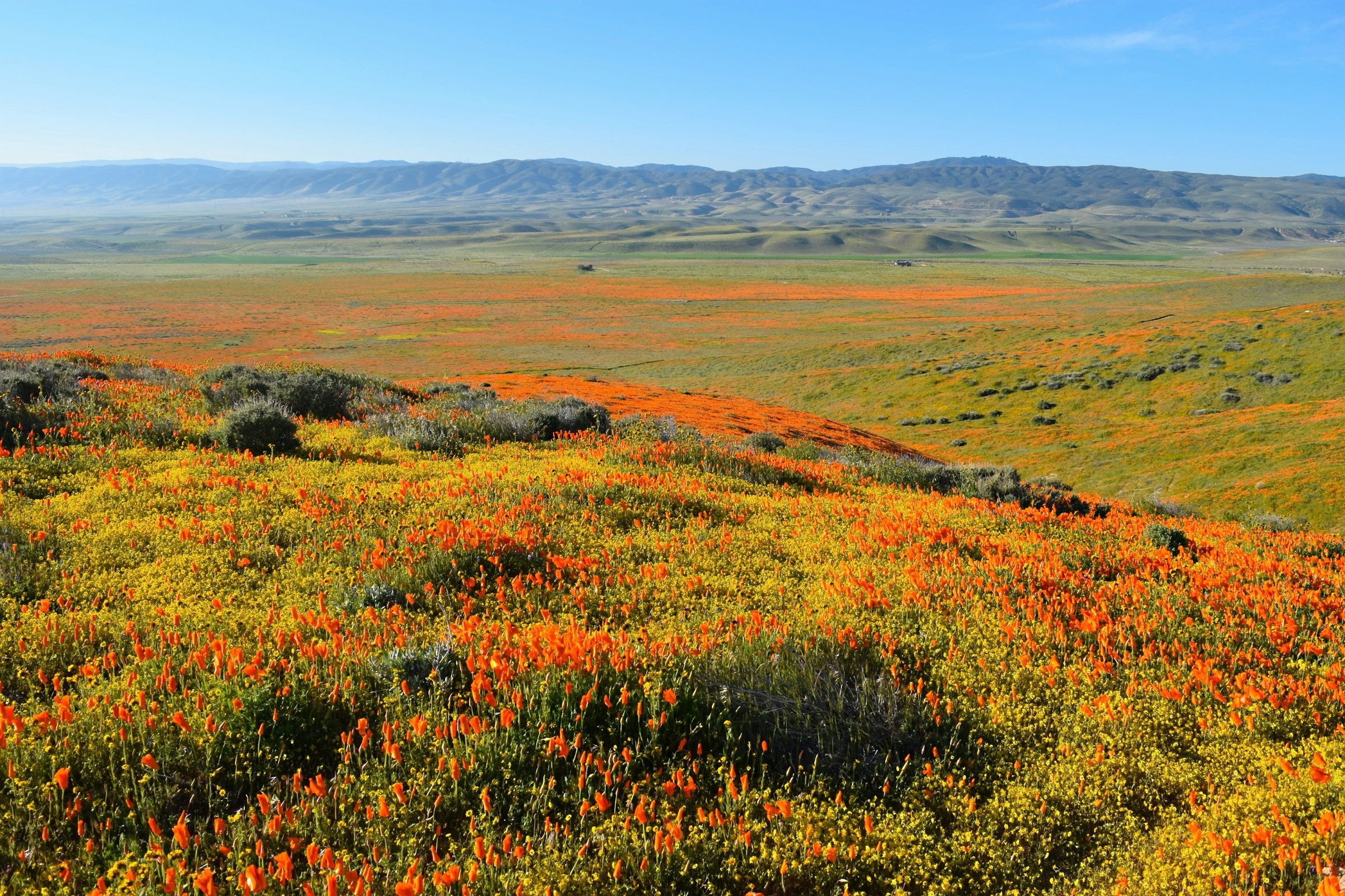 If You Want Your Ventura Garden to Flourish, Plant These 5 Stunning California Natives