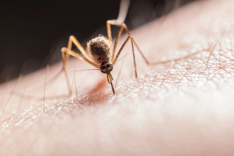The 72-Hour Window After Heavy Rain When Your Garden Becomes a Mosquito Breeding Factory - Featured image