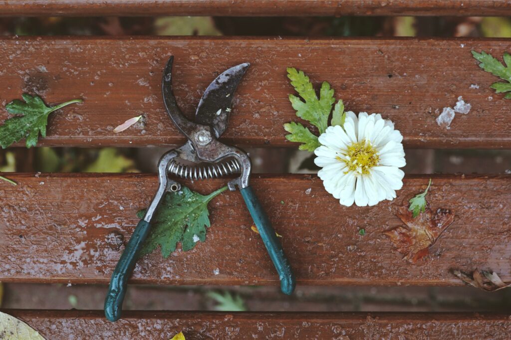 Why Pruning at the Wrong Time Can Cost You an Entire Season - Featured image