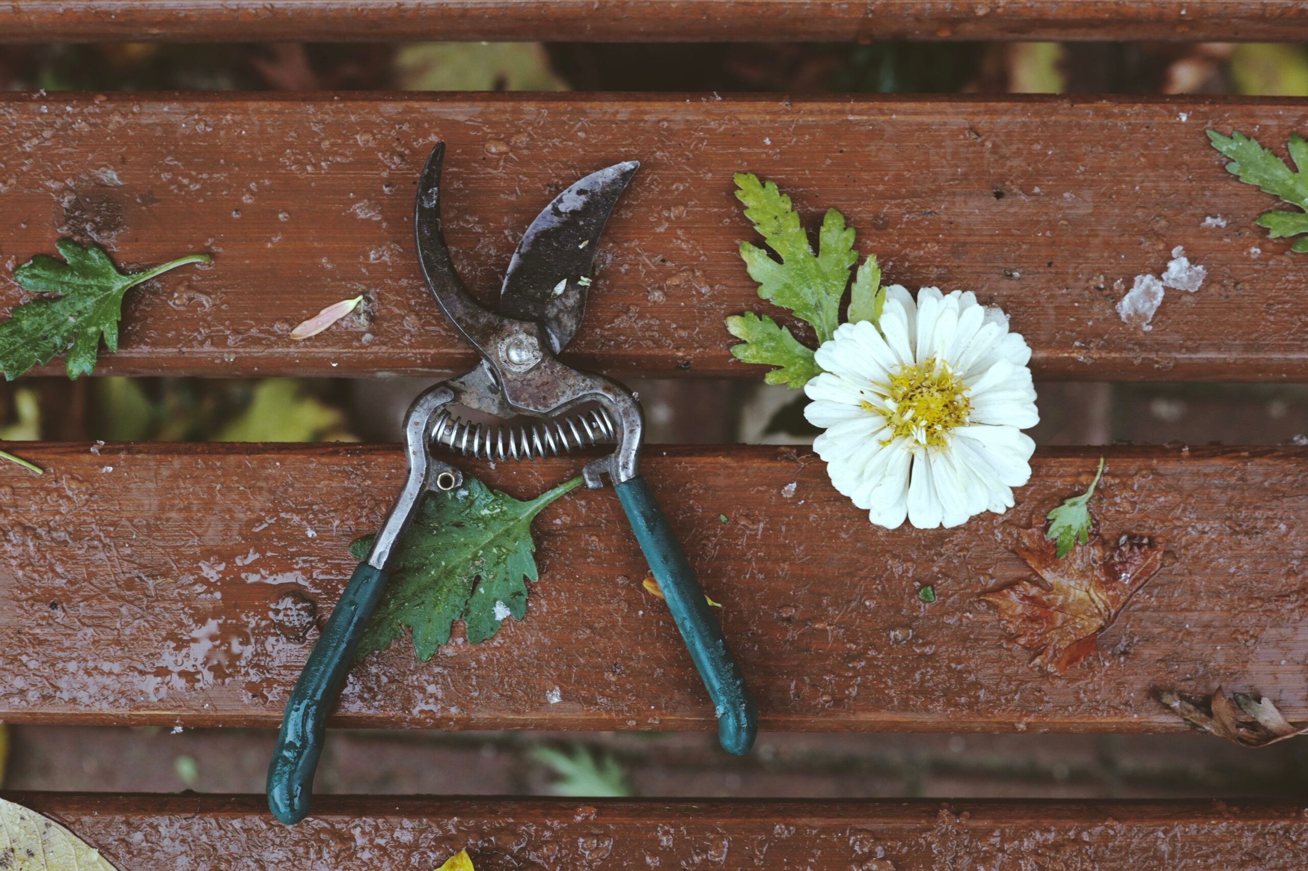 Why Pruning at the Wrong Time Can Cost You an Entire Season