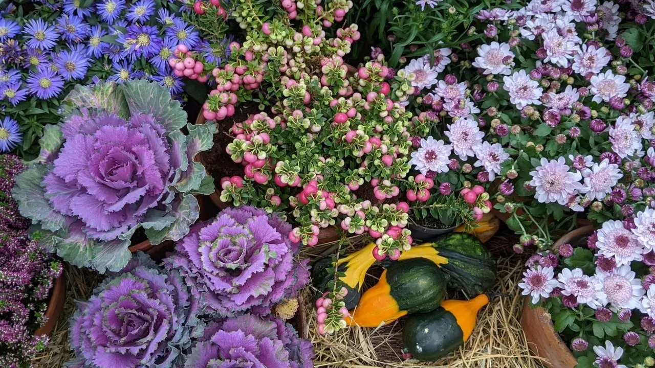 The Single Rule That Replaces Companion Planting Charts