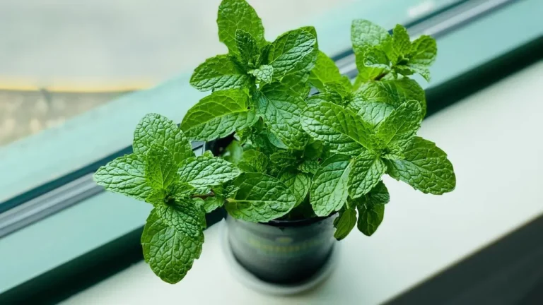 The Plant Family Deer Tend to Avoid—and It’s Likely in Your Kitchen Already - Featured image