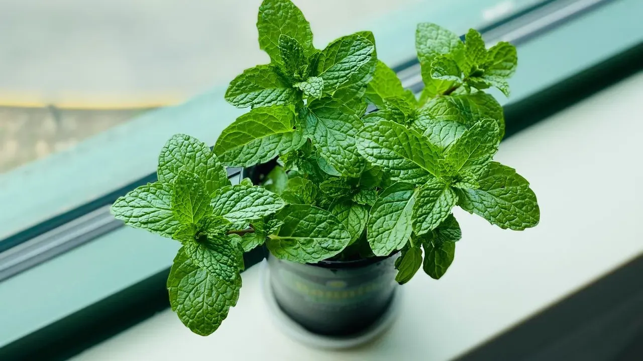 The Plant Family Deer Tend to Avoid—and It’s Likely in Your Kitchen Already