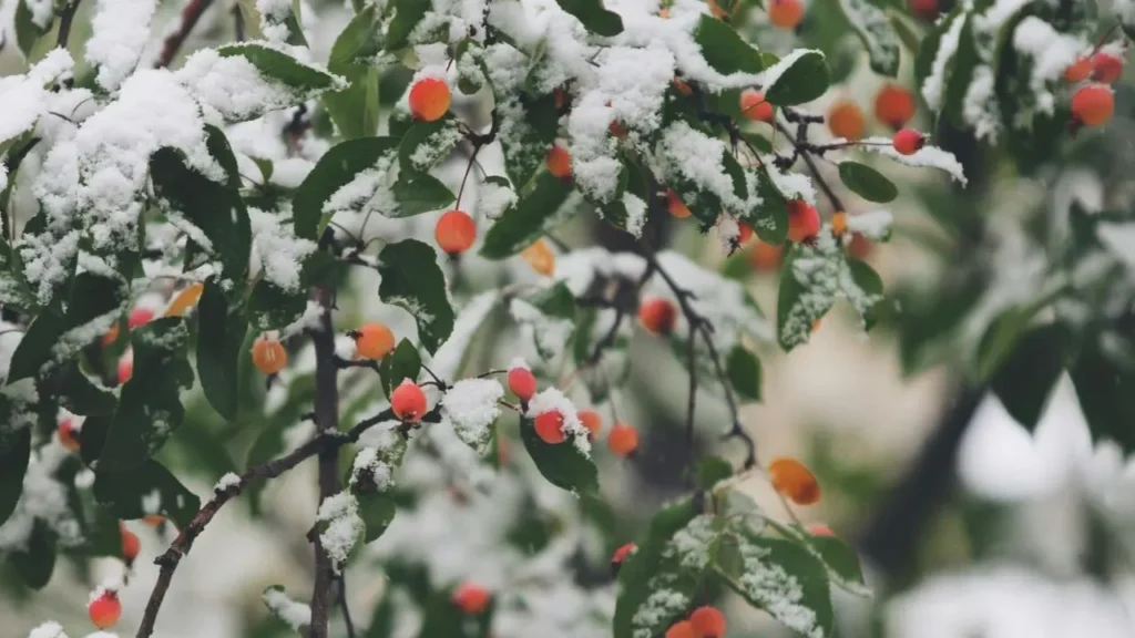 The Secret to Keeping Your Garden Full of Birds All Winter Long - Featured image