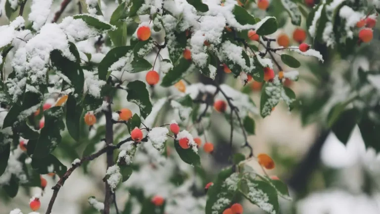 The Secret to Keeping Your Garden Full of Birds All Winter Long - Featured image