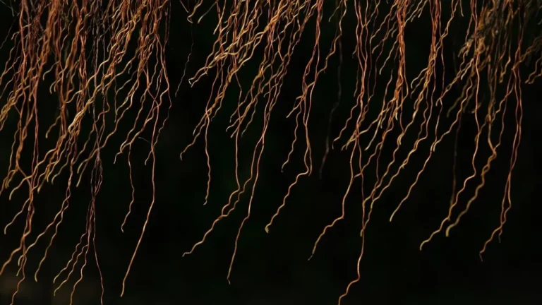 Bare Root Plants Cut Garden Costs - Featured image