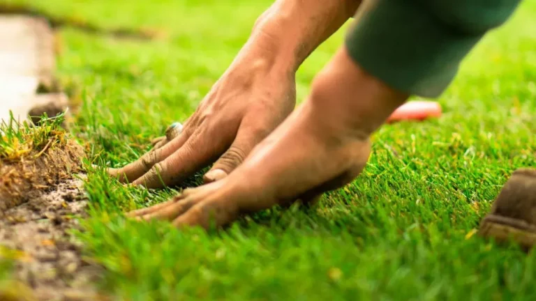 From Lawn to Perennial Border: Why Sod Removal Sets the Stage for Lasting Results - Featured image