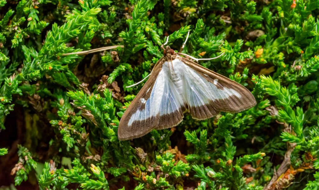 Why Experts Are Warning Homeowners to Look Out for This Rare, Giant Moth in Their Gardens This Month - Featured image