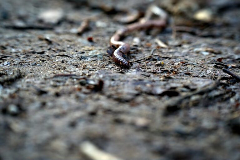 Invasive Jumping Worms Detected in 15 States – How to Check Your Garden This Week - Featured image