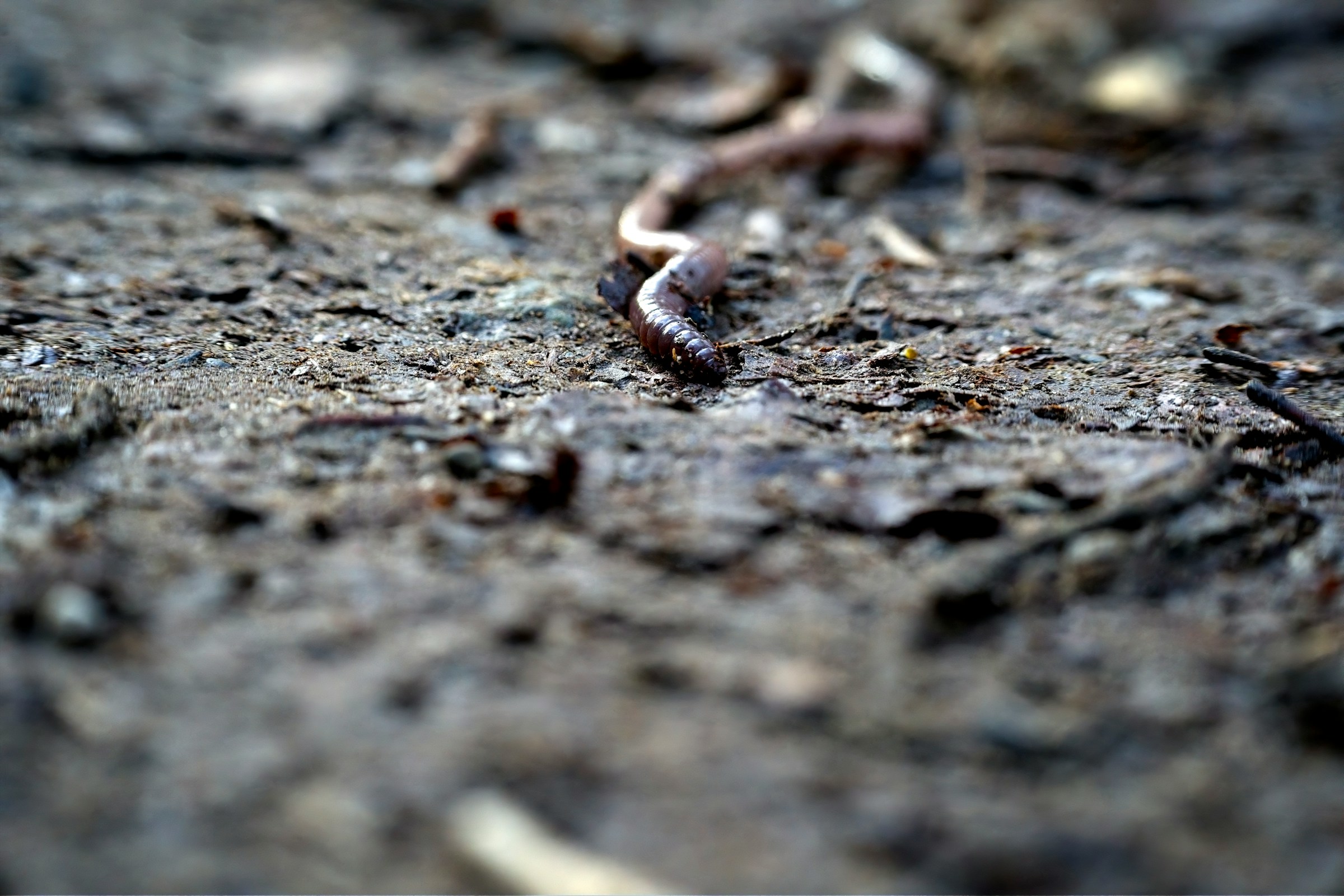 Invasive Jumping Worms Detected in 15 States – How to Check Your Garden This Week