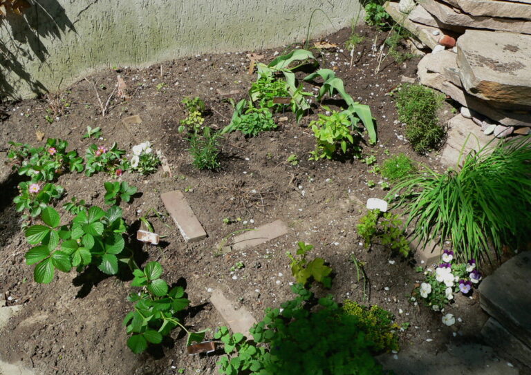 The Windowsill Setup That Replaces an Entire Grocery Store Herb Aisle - Featured image