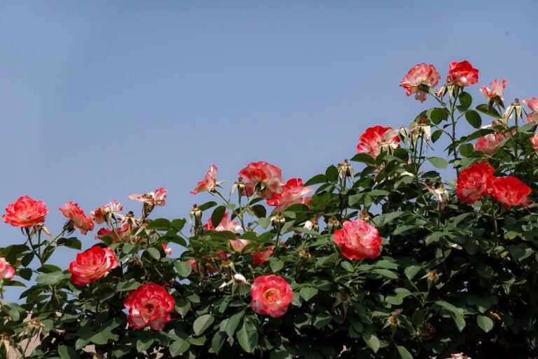 The Surprising Reason Your Neighbor's Roses Bloom Longer Than Yours - Featured image