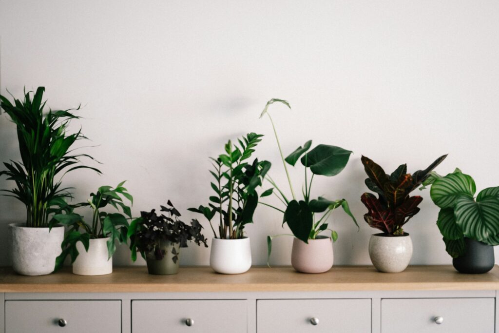 The Houseplant Zodiac: What Your Favorite Indoor Plant Says About Your Energy - Featured image