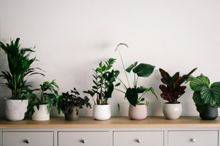 The Houseplant Zodiac: What Your Favorite Indoor Plant Says About Your Energy - Featured image