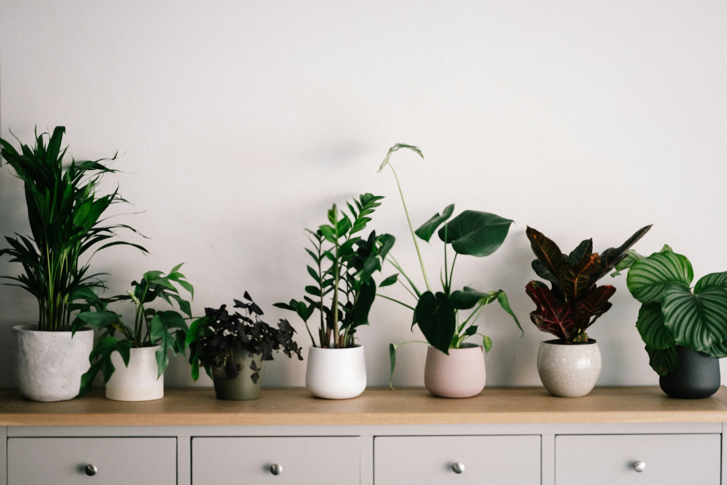 The Houseplant Zodiac: What Your Favorite Indoor Plant Says About Your Energy