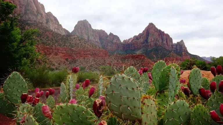 Many 'Native' Plants at Arizona Nurseries Aren't Local - Featured image