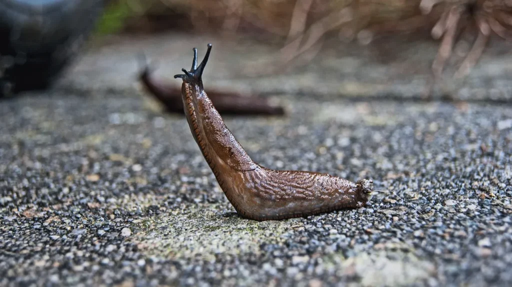 Don't Throw Away Stale Beer: The Genius Garden Trick That Keeps Slugs Away For Good - Featured image