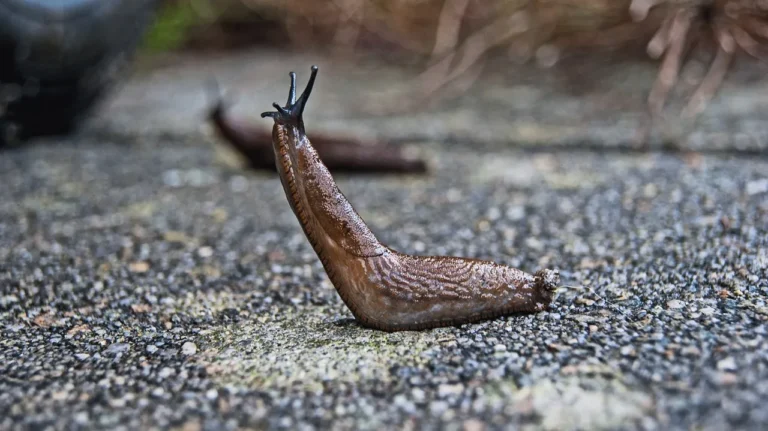 Don't Throw Away Stale Beer: The Genius Garden Trick That Keeps Slugs Away For Good - Featured image