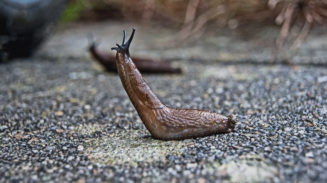 Don't Throw Away Stale Beer: The Genius Garden Trick That Keeps Slugs Away For Good