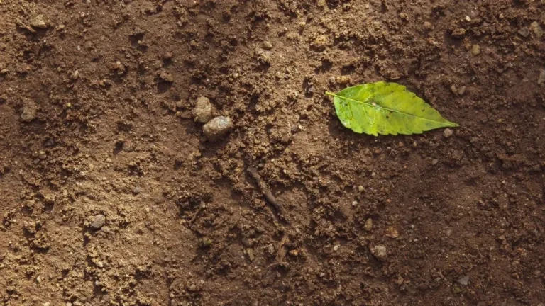 Regenerative Soil: Key to Safer, Nutrient-Rich Gardens - Featured image