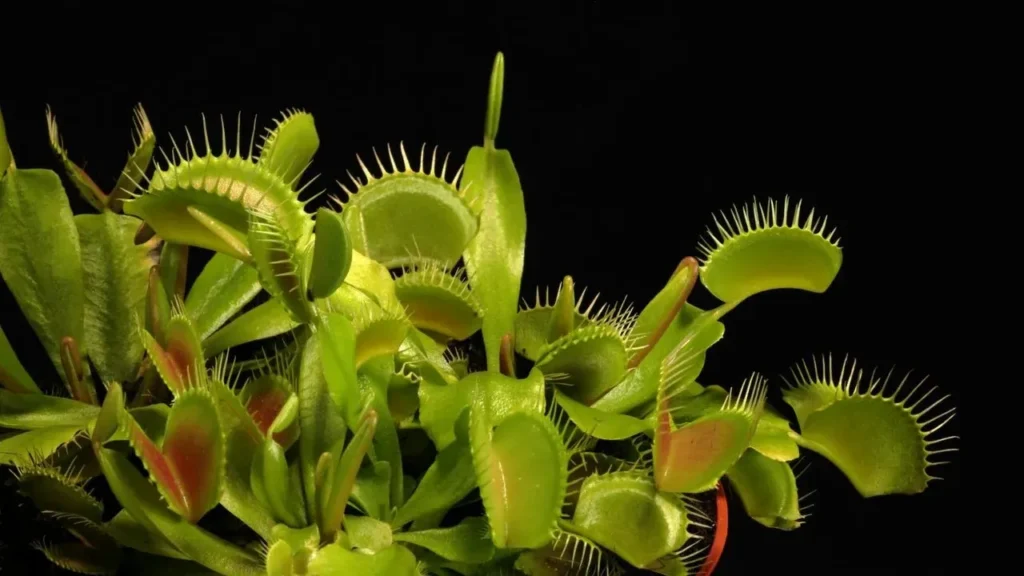 Carnivorous Plants Find a Niche in One Maine Gardener’s Compact Backyard - Featured image