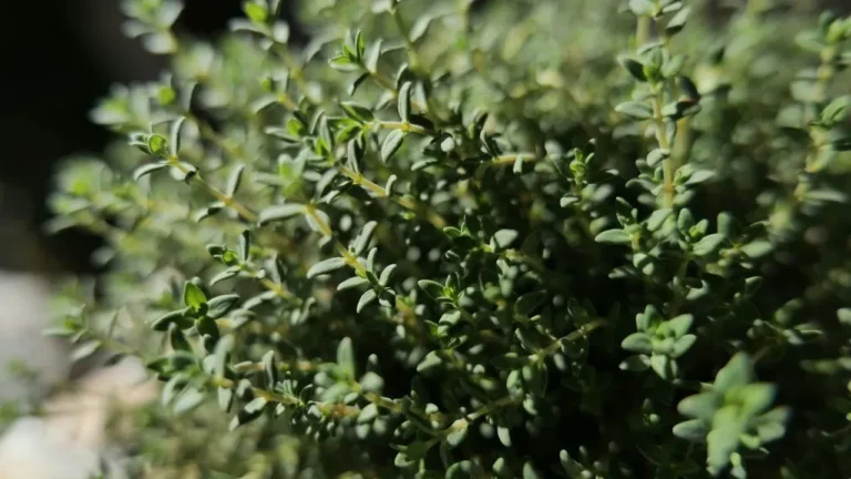 Thyme's Quiet Power: The Resilient Herb That Rewards Minimal Effort - Featured image