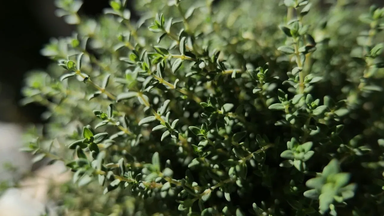 Thyme's Quiet Power: The Resilient Herb That Rewards Minimal Effort